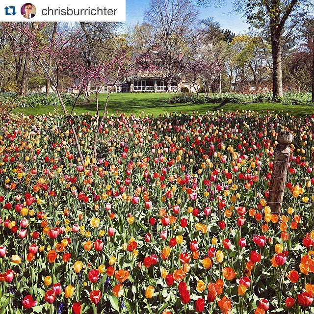 Fargo Boulevard Tulips - Chris Burrichter